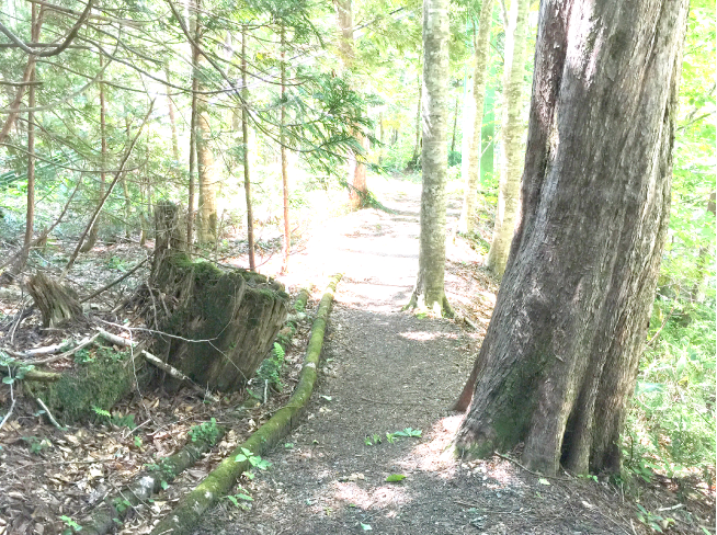 まぶしさで見づらい登山道